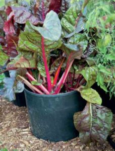 Cheap Gardening Containers: How to Find and Use Them Image